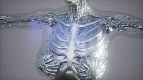 Röntgenaufnahme-Der-Skelettknochen-Eines-Menschen